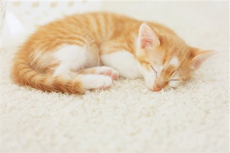Baby Kitten Sleeping On Floor Mat Stock Photo - Rights-Managed, Code: 859-03982890