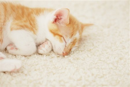 Baby Kitten Sleeping On Floor Mat Stock Photo - Rights-Managed, Code: 859-03982893