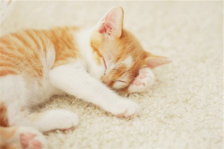 Baby Kitten Sleeping On Floor Mat Stock Photo - Rights-Managed, Code: 859-03982906