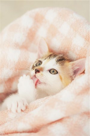 Baby Kitten Relaxing And Licking Paw In Blanket Stock Photo - Rights-Managed, Code: 859-03982909