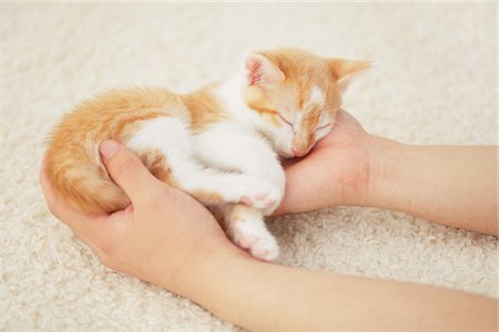 simsearch:6118-09018684,k - Baby Kitten Sleeping In Owner's Hands Foto de stock - Con derechos protegidos, Código: 859-03982915