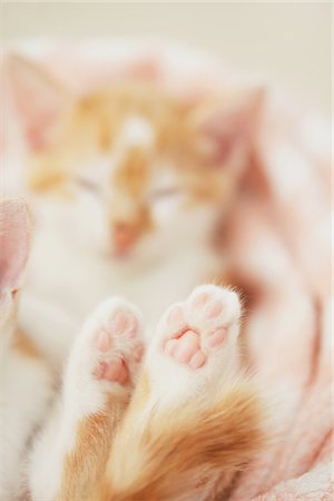 sleeping with kittens - Kitten Paw, Close Up Stock Photo - Rights-Managed, Code: 859-03982917