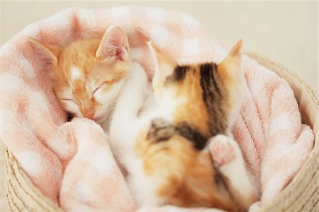 domestic - Baby Kittens Sleeping In Basket Stock Photo - Rights-Managed, Code: 859-03982919