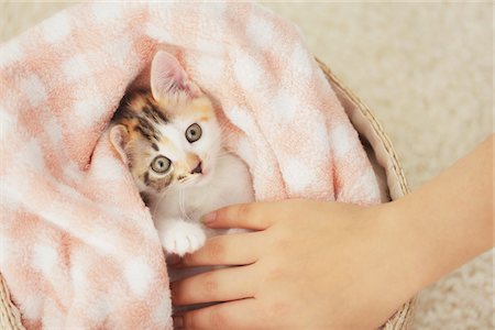 simsearch:696-03398360,k - Baby Kitten Relaxing In Basket Foto de stock - Con derechos protegidos, Código: 859-03982911