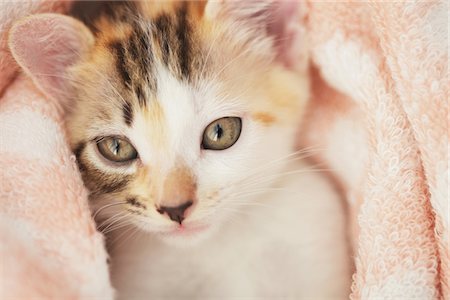 simsearch:859-03982855,k - Baby Kitten, Close Up Stock Photo - Rights-Managed, Code: 859-03982912