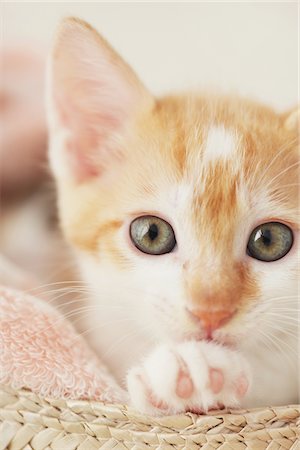 simsearch:859-03982961,k - Close Up Of Baby Kitten Foto de stock - Direito Controlado, Número: 859-03982924
