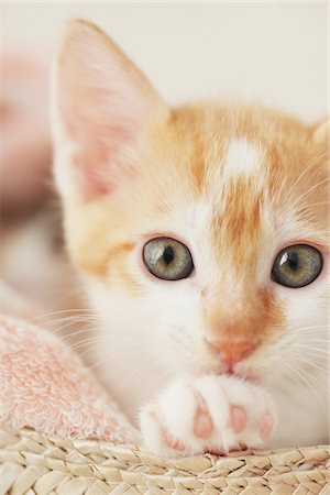 pata (con garra) - Close Up Of Baby Kitten Foto de stock - Con derechos protegidos, Código: 859-03982924