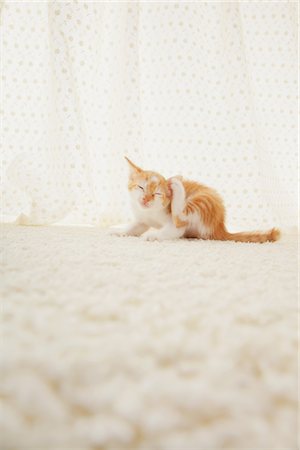 simsearch:400-07124899,k - Baby Kitten Sitting, Close Up Foto de stock - Con derechos protegidos, Código: 859-03982946