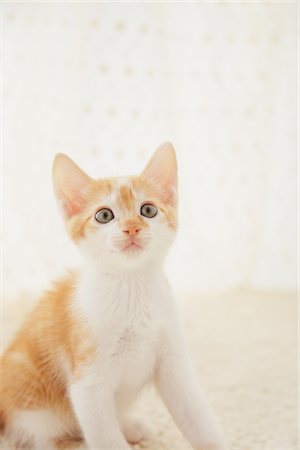 drapery - Baby Kitten Sitting, Close Up Stock Photo - Rights-Managed, Code: 859-03982940