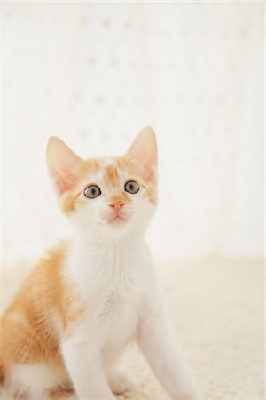 Baby Kitten Sitting, Close Up Stock Photo - Rights-Managed, Code: 859-03982940