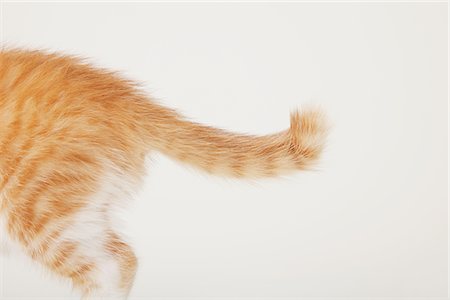 pata (con garra) - Baby Kitten's Tail, Cropped Foto de stock - Con derechos protegidos, Código: 859-03982956