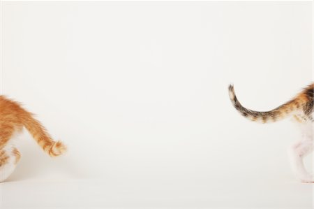 Two Baby Kitten Walking Away Stock Photo - Rights-Managed, Code: 859-03982957