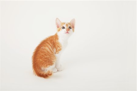 side profile of cat looking up - Tabby Baby Kitten Sitting And Looking Up Stock Photo - Rights-Managed, Code: 859-03982953