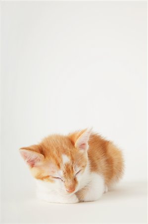 Sitting And Eyes Close Of Tabby Baby Kitten Stock Photo - Rights-Managed, Code: 859-03982964