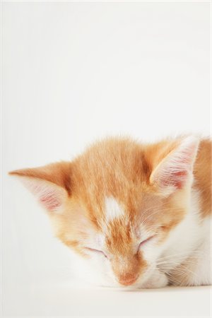 simsearch:859-03982961,k - Eyes Close Of Tabby Baby Kitten Foto de stock - Direito Controlado, Número: 859-03982965