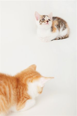 side profile of cat looking up - Two Baby Kittens Stock Photo - Rights-Managed, Code: 859-03982968