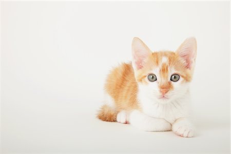 furry - Tabby chaton de bébé assis Photographie de stock - Rights-Managed, Code: 859-03982961