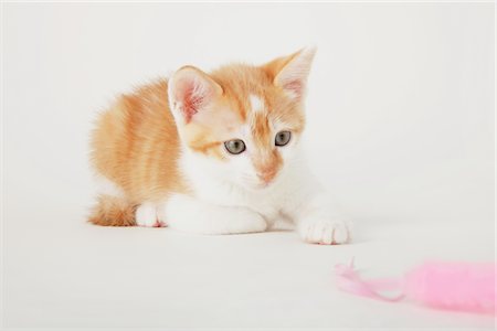 Tabby Baby Kitten Sitting Stock Photo - Rights-Managed, Code: 859-03982962