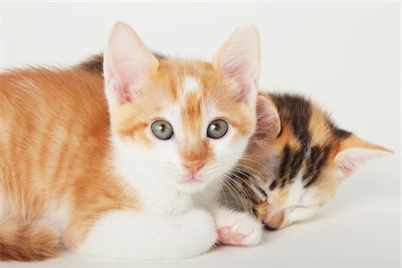 simsearch:859-03982855,k - Two Baby Kittens Stock Photo - Rights-Managed, Code: 859-03982979