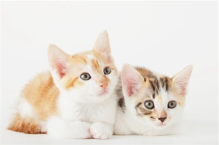 simsearch:859-03982956,k - Two Baby Kittens Looking Foto de stock - Direito Controlado, Número: 859-03982984