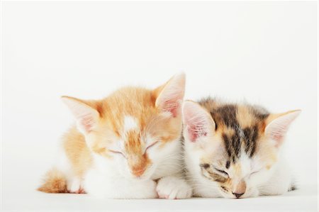 small cat - Close Up Of Baby Kittens Sleeping Together Stock Photo - Rights-Managed, Code: 859-03982988
