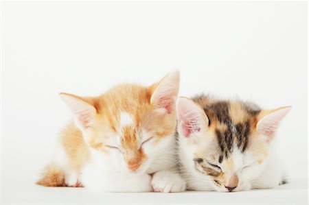 Close Up Of Baby Kittens Sleeping Together Foto de stock - Con derechos protegidos, Código: 859-03982988