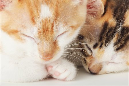 Close Up Of Baby Kittens Sleeping Together Foto de stock - Con derechos protegidos, Código: 859-03982980