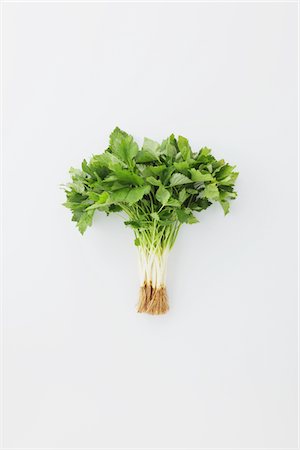 Trifoliate Roots On White Background Stock Photo - Rights-Managed, Code: 859-03983113