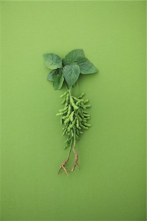 soya bean - Boiled Soybeans On Green Background Stock Photo - Rights-Managed, Code: 859-03983124