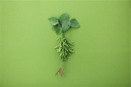 Fèves de soya cuites sur fond vert Photographie de stock - Rights-Managed, Code: 859-03983126