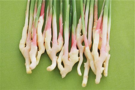 plant root - Close Up of Yanaka Gingers Stock Photo - Rights-Managed, Code: 859-03983137