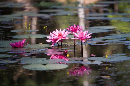 Water lillies in pond,Angkor,Siem Reap,Cambodia Stock Photo - Rights-Managed, Code: 851-02959021