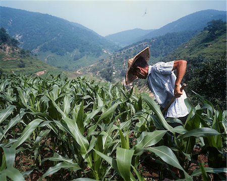 simsearch:851-02964404,k - Farmer tending maize crop,China. Foto de stock - Con derechos protegidos, Código: 851-02959116