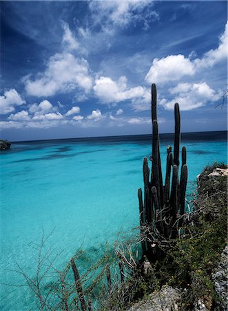 Cactus beside Knipbaai,Curacao Foto de stock - Con derechos protegidos, Código: 851-02959424