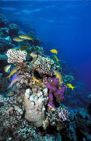 simsearch:851-02959622,k - Goatfish swarm around small coralhead,Sharm El Sheikh,Red Sea,Egypt Foto de stock - Con derechos protegidos, Código: 851-02959620