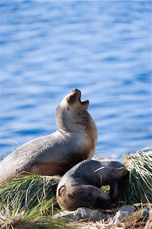 Southern fur seals in the tussock grass,Falkland Islands Foto de stock - Direito Controlado, Número: 851-02959631