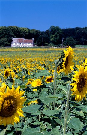 sunflowers in france - Sunflowers,Loire Valley,France Stock Photo - Rights-Managed, Code: 851-02959697