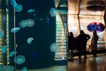 people in marine tourism - Small jellyfish at the National Centre Of The Sea,Nausicca,Boulogne,France Stock Photo - Rights-Managed, Code: 851-02959724