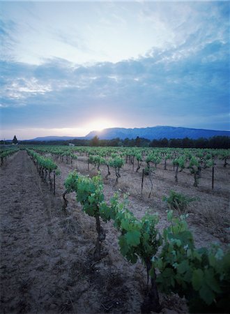 Vineyard at dusk near Avignon,Provence,France. Foto de stock - Direito Controlado, Número: 851-02959768