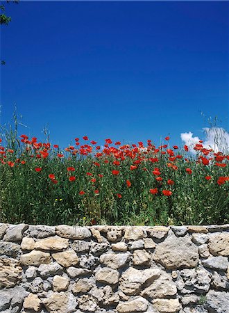 simsearch:851-02959792,k - Flowers,Provence,France. Foto de stock - Con derechos protegidos, Código: 851-02959763