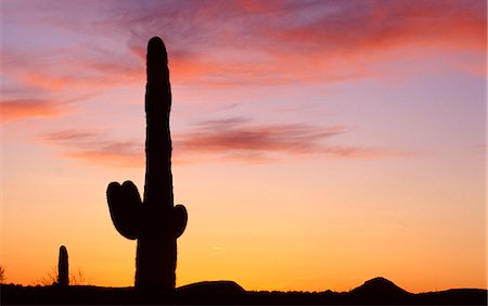 saguaro (cactus) - Saguaro cactus, Arizona, USA Photographie de stock - Rights-Managed, Code: 851-02964010