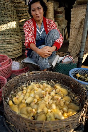 stockbroker - Poultry industry is growing rapidly,Hanoi,Vietnam Stock Photo - Rights-Managed, Code: 851-02964437