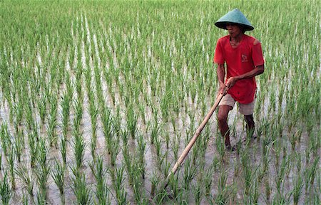 simsearch:851-02960268,k - Homme dans le champ de riz paddy, Java, Indonésie Photographie de stock - Rights-Managed, Code: 851-02960268