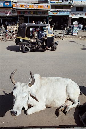 simsearch:851-02960530,k - Scared cow sitting on the road in Bhuj,Northern Gujurat State,India Stock Photo - Rights-Managed, Code: 851-02960334