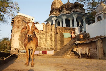 Two cows standing by Hare Krishna temple,people on steps in background,Maheshwar,Madhya Pradesh,India Stock Photo - Rights-Managed, Code: 851-02960414
