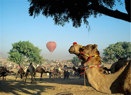 pushkar - The Annual Camel mela,Pushkar Oasis,Rajasthan,India Foto de stock - Con derechos protegidos, Código: 851-02960505