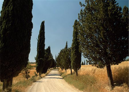 simsearch:851-02960079,k - Road through cypress trees,Montichello,Tuscany,Italy Stock Photo - Rights-Managed, Code: 851-02960854