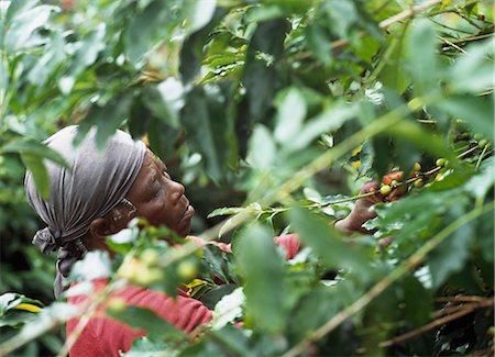 people in jamaica - Picking coffee berries,Blue Mountain,Jamaica Stock Photo - Rights-Managed, Code: 851-02960954