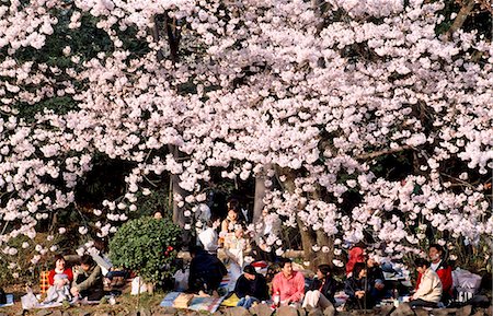 simsearch:851-02962712,k - Festival des cerisiers en fleurs, Tokyo, Japon Photographie de stock - Rights-Managed, Code: 851-02961196