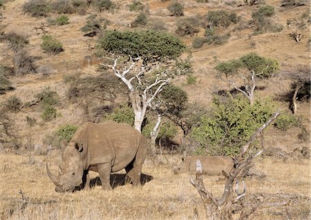 Rhino on Lewa Downs,Northern Kenya,Kenya,Africa Stock Photo - Rights-Managed, Code: 851-02961282